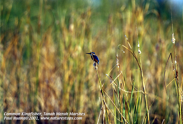 Common Kingfisher